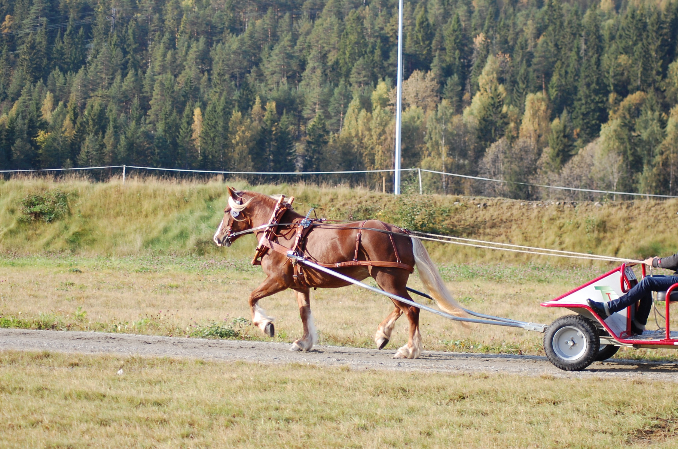 DSC_0242