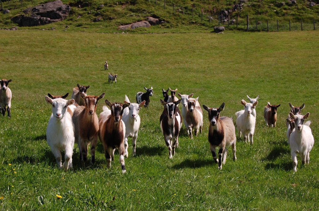 Geitene På Sommarbeite Velkomen Til Ramsvik Gard 